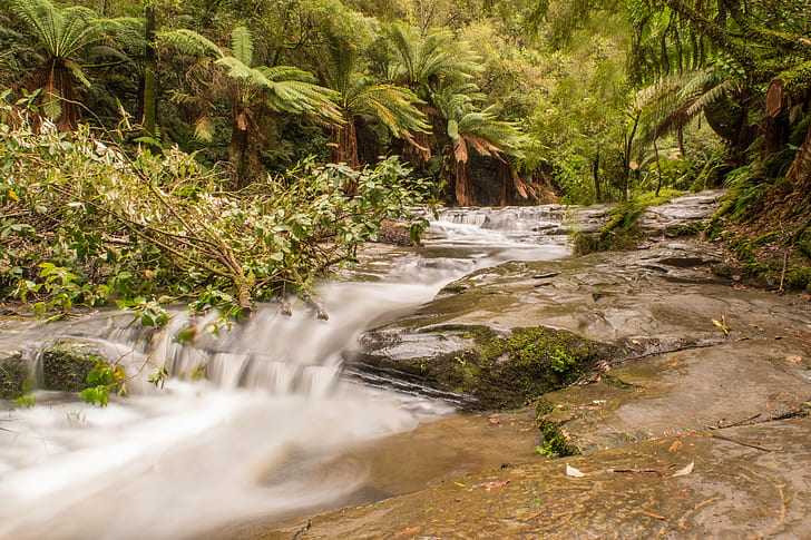 river in forest during day, Deep, forest  river, day  River, jungle, tree, water, creek, liquid, stone, long  exposure, waterfall, rock, Great  Ocean  Road, Australia, Victoria, Melbourne, d5500, Nikon  nikkor, nature, forest, stream, tropical Rainforest, river, tropical Climate, freshness, landscape, outdoors, green Color, rainforest, leaf, plant, scenics, wet, beauty In Nature, HD wallpaper