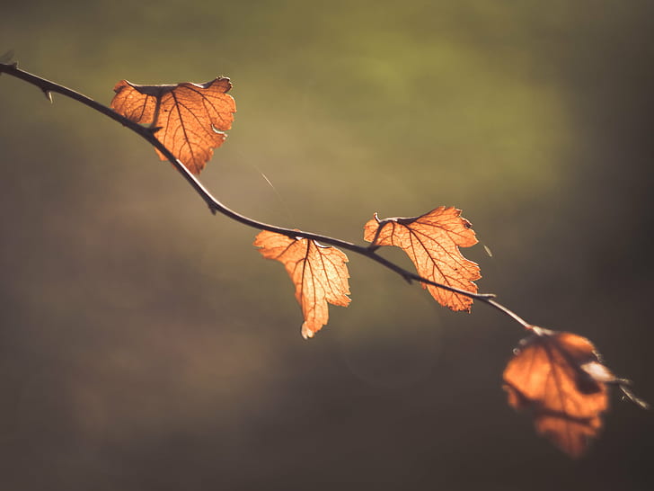 selective photo of brown leaves, selective, photo, brown, autumn  leaves, plant, mood, moody, Blätter, Herbst, fall, Farben, autumn colours, Panasonic Lumix GX8, Helios 44, dof, bokeh, vintage, lens, Peach, MFT, M43, autumn, leaf, nature, season, tree, forest, yellow, orange Color, outdoors, october, backgrounds, close-up, branch, beauty In Nature, vibrant Color, HD wallpaper