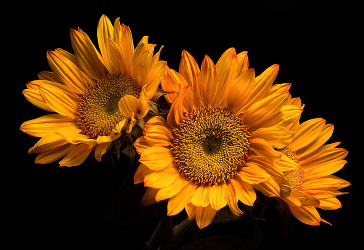orange, schwarz, orange Blumen, Pflanzen, Blumen, HD-Hintergrundbild