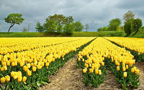 Yellow Tulips Field, tulips, yellow tulips, field, HD wallpaper HD wallpaper
