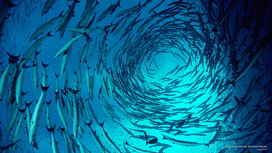 Chevron Barracuda, Ilhas Salomão, Ocean Life, HD papel de parede HD wallpaper
