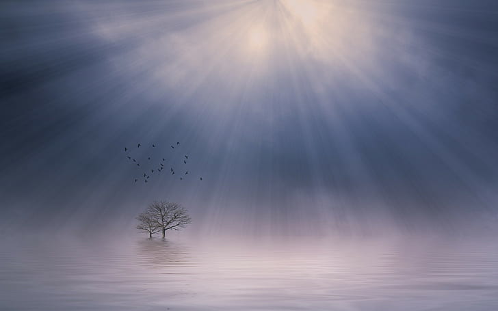 ธรรมชาติแสงแดดหมอกทะเลสาบภูมิทัศน์ต้นไม้บรรยากาศนกบินเงียบสงบตอนเช้าแสงแดด, วอลล์เปเปอร์ HD