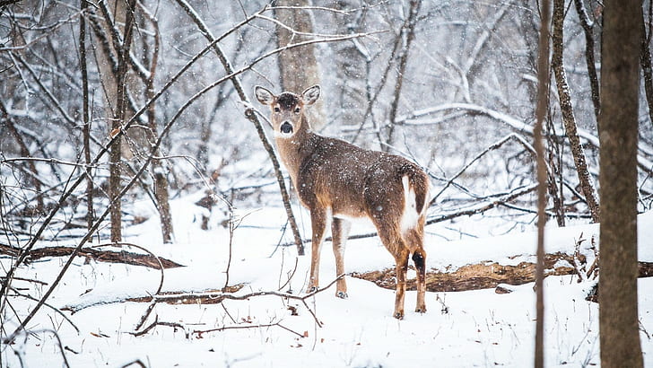 deer, forest, snow, HD wallpaper