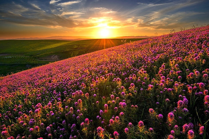 purple petaled flower field, nature, landscape, sunset, flowers, hills, field, spring, wildflowers, HD wallpaper