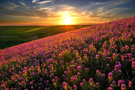 purple petaled flower field, nature, landscape, sunset, flowers, hills, field, spring, wildflowers, HD wallpaper HD wallpaper