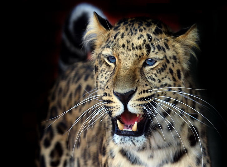 леопард, мустаци, поглед, фон, тапет, пухкав, красив, леопард, усмивка, тъмно, panthera pardus orientalis, HD тапет