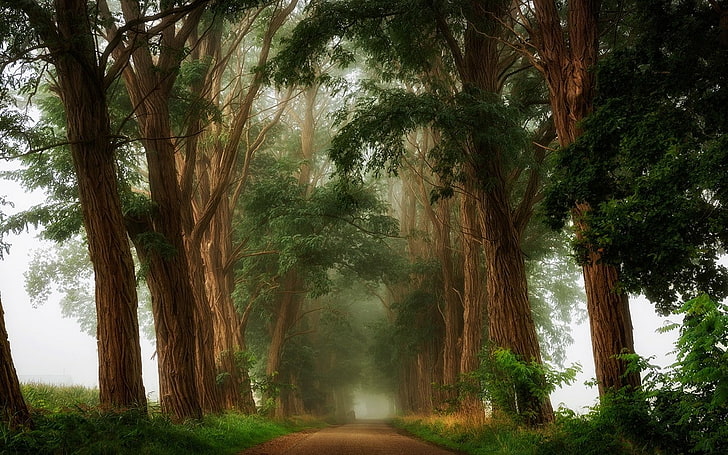 природа, пейзаж, мъгла, дървета, черен път, храсти, сутрин, HD тапет