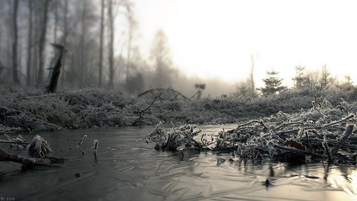 water, freezing, winter, frozen, monochrome photography, morning, frost, wetland, nature, mist, sunlight, fog, black and white, bank, swamp, ice, HD wallpaper