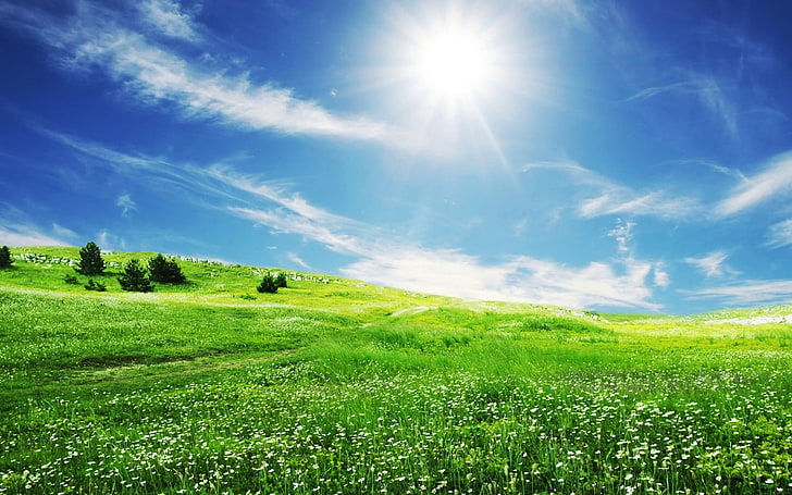 green field with trees and view of sun, nature, landscape, field, flowers, HD wallpaper