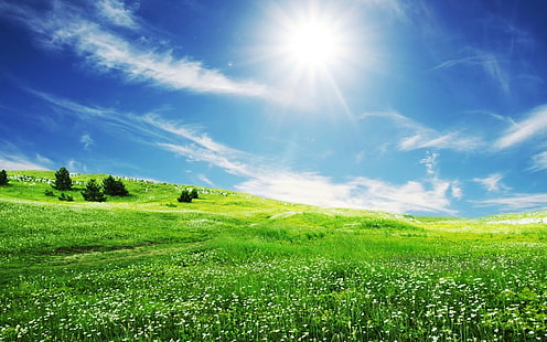 zielone pole z drzewami i widokiem na słońce, przyrodę, krajobraz, pole, kwiaty, Tapety HD HD wallpaper