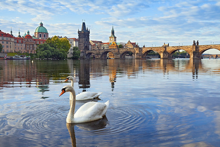 deux cygnes blancs, rivière, tour, maison, Prague, République tchèque, cygnes, Vltava, pont Charles, Fond d'écran HD