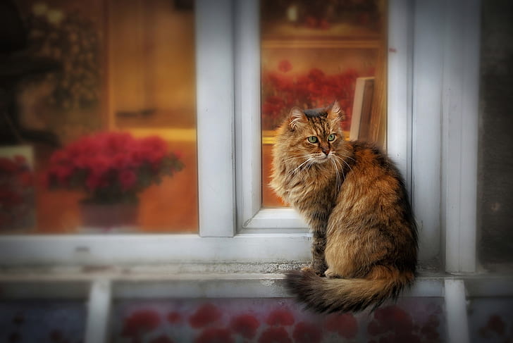 cat, look, glass, flowers, pose, house, frame, treatment, blur, window, walk, face, sitting, fluffy, the observer, motley, grey with red, reddish, HD wallpaper