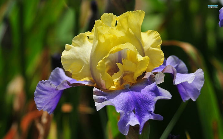 ~ Iris amarillo y morado ~, primavera, encantador, amarillo, naturaleza, iris, morado, bonito, pétalos, flor, naturaleza y paisajes, Fondo de pantalla HD