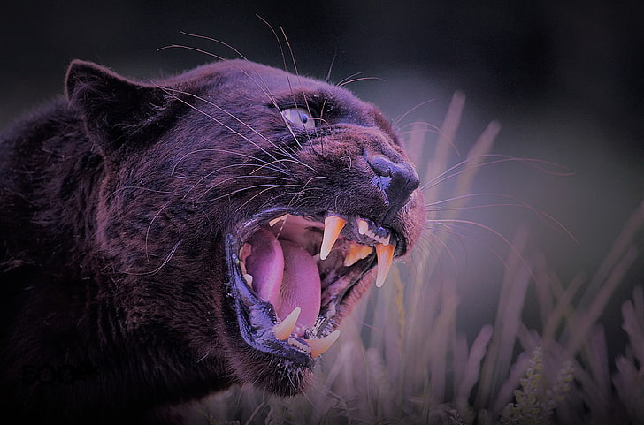 nature, cat, panther, wild, black panther, aggressive, HD wallpaper
