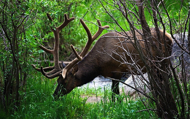 brown moose, deer, grass, branches, blurring, horns, climbing, HD wallpaper