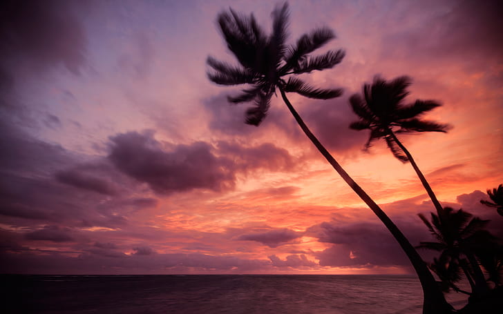 Пурпурные облака, облака, прибрежные, Доминиканская республика, природа, океан, оранжевый, фотография, Пентакана, фиолетовый, морской пейзаж, силуэты, небо, восход солнца, деревья, тропический, вода, HD обои