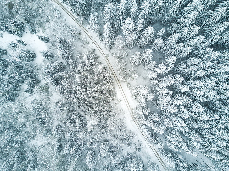 pine trees near road, nature, trees, snow, road, HD wallpaper