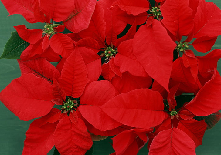 red poinsettias, poinsettia, flower, bright, red, close-up, HD wallpaper