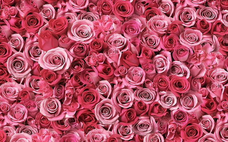 Espirais de amor HD, flores, amor, espirais, HD papel de parede
