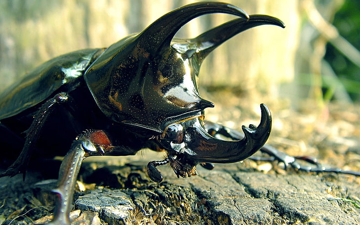 black beetle, stag beetle, insect, animals, HD wallpaper