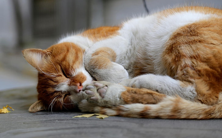 สัตว์แมวนอนหลับ, วอลล์เปเปอร์ HD