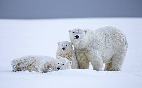 zwierzęta, niedźwiedzie polarne, śnieg, małe zwierzątka, biały, dzika przyroda, Tapety HD HD wallpaper