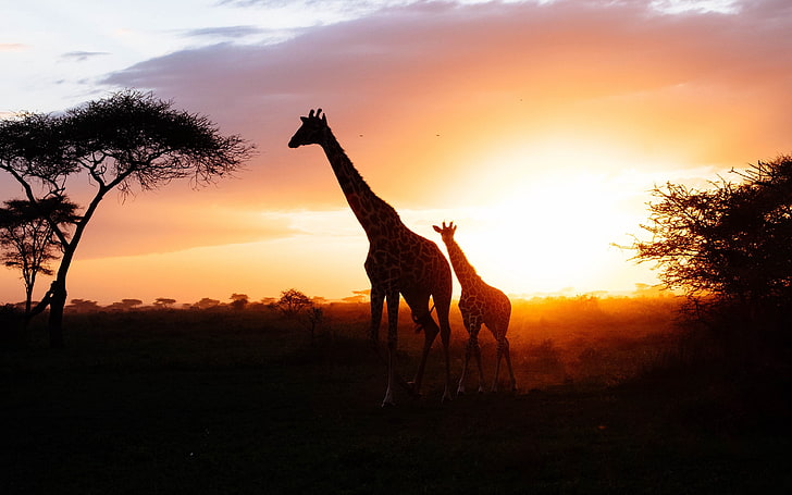 Afrikansk savann giraff solnedgång silhuett, HD tapet