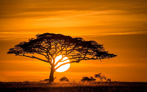 Drzewo Zachód słońca, zielone drzewo liściaste, przyroda, krajobrazy, drzewo, zachód słońca, Tapety HD HD wallpaper