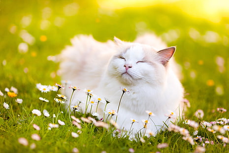 Katze, Blumen, Gänseblümchen, Glückseligkeit, Ragdoll, HD-Hintergrundbild HD wallpaper