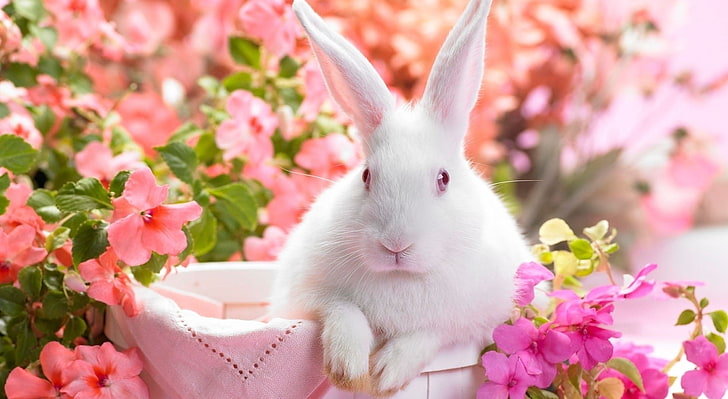 Cute Easter Bunny, white rabbit, Holidays, Easter, Bunny, Cute, HD wallpaper