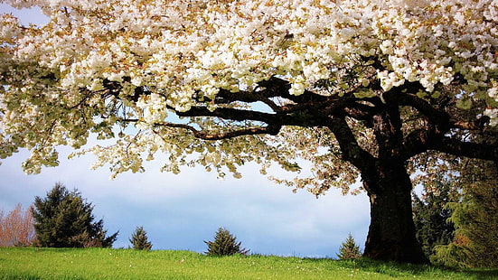 flowery tree, blossom, srping, field, stunning, HD wallpaper HD wallpaper