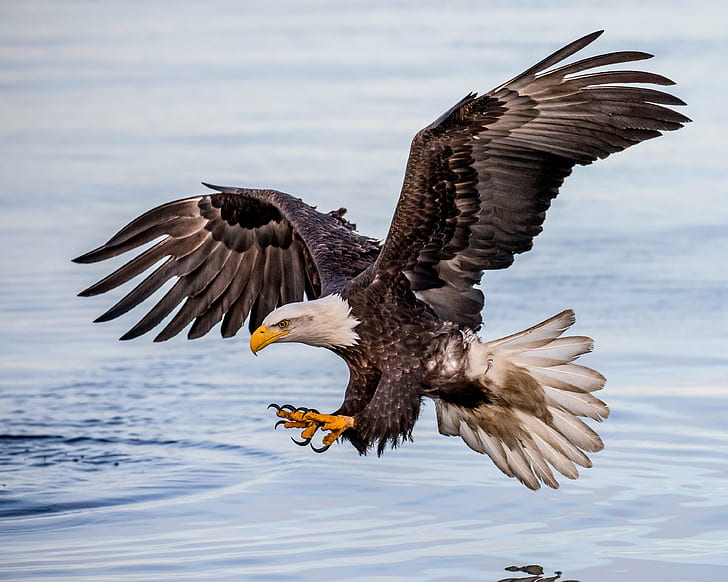 photo of flying white and brown eagle, Concentration, photo, white, brown, Bald Eagle, fishing, feet, Explored, eagle - Bird, wildlife, bird, nature, bird of Prey, animal, animals In The Wild, uSA, flying, dom, HD wallpaper