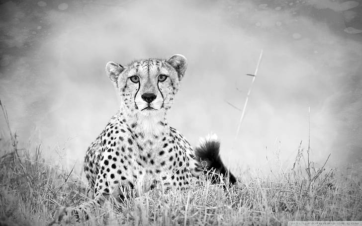 Cheetah Monochrome, monochrome, beautiful, cheetah, animal, animals, HD wallpaper