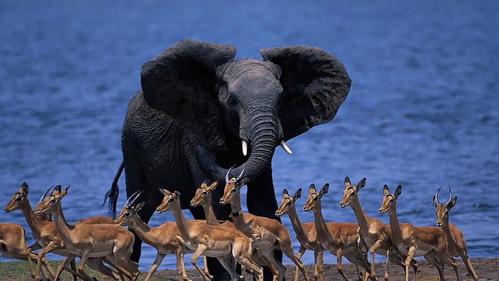 الفيل الأسود ، الطبيعة ، الحيوانات ، الحياة البرية ، الفيل ، بوتسوانا، خلفية HD