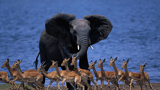 黒象、自然、動物、野生動物、象、ボツワナ、 HDデスクトップの壁紙 HD wallpaper