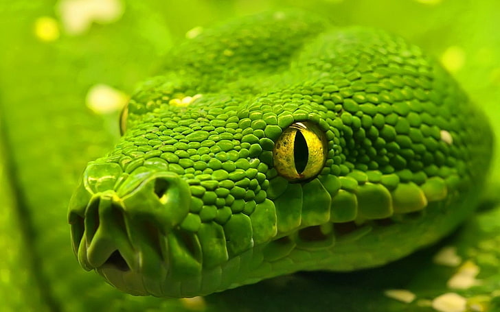serpent vipère vert, photographie de gros plan serpent vert, animaux, nature, serpent, vert, yeux jaunes, macro, profondeur de champ, peau, Fond d'écran HD