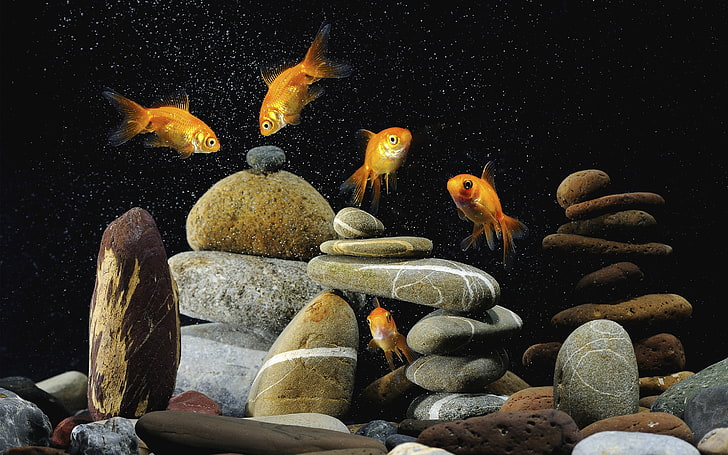 five gold fish nature photography, background, black, colorful, pebbles, gold, fish, Five, HD wallpaper