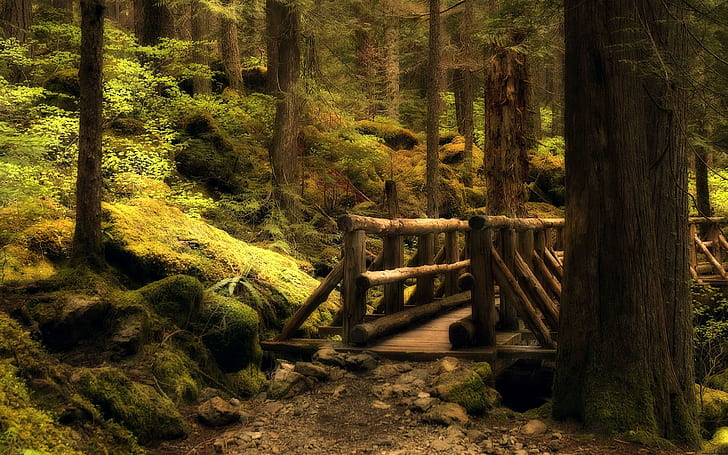 Mystery Bridge (dual Monitor), green leafed trees, mystery, bridge, dual monitor, nature, its so cool, green, forest, dual screen, brown, 3d and abstract, HD wallpaper