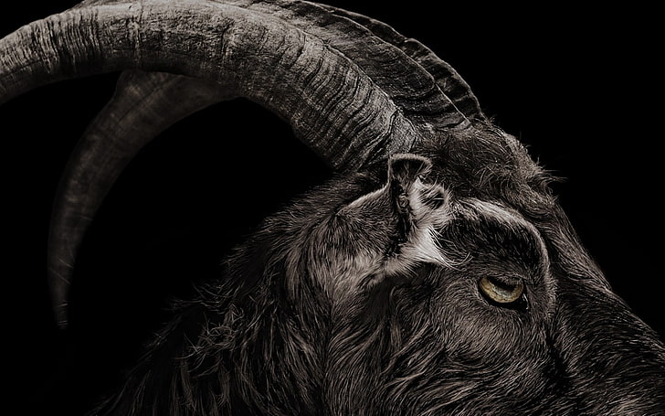 The Witch 2015, brown ram, Movies, Hollywood Movies, hollywood, 2015, Sfondo HD