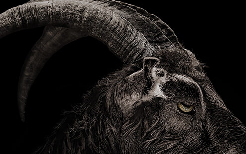 The Witch 2015, brown ram, Movies, Hollywood Movies, hollywood, 2015, Sfondo HD HD wallpaper