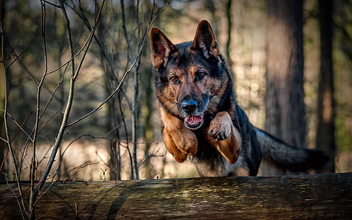 adulto preto e bronzeado pastor alemão, salto, cachorro, corrida, HD papel de parede HD wallpaper