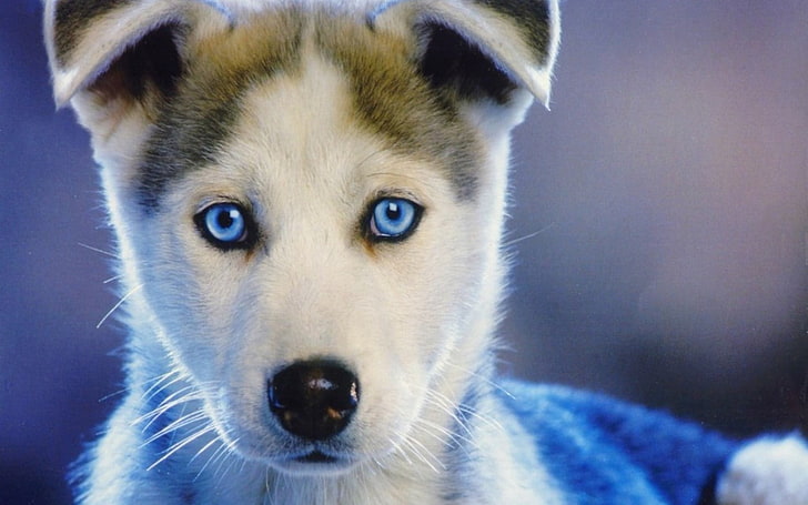 putih dan hitam Siberian husky puppy, husky, puppy, blue-eyed, baby, Wallpaper HD
