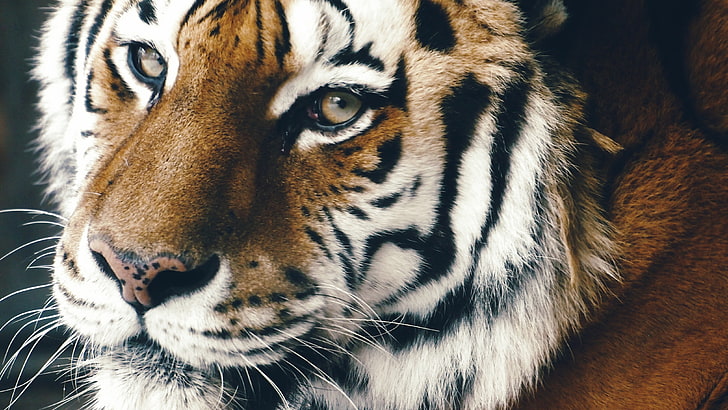 Brauner und weißer Tiger, Tiere, Säugetiere, Tiger, HD-Hintergrundbild
