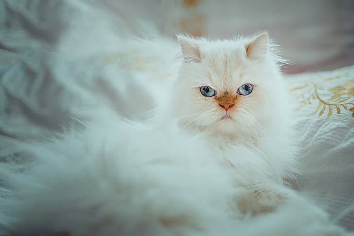 cat, look, portrait, white, blue eyes, fluffy, Himalayan cat, HD wallpaper