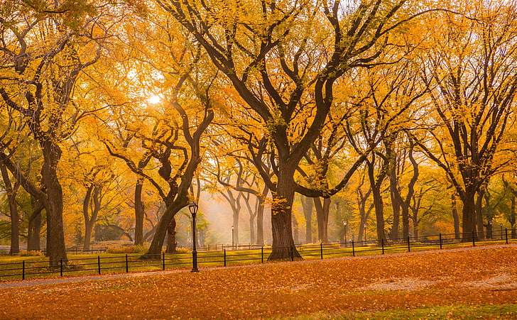 セントラルパークの紅葉、季節、秋、都市、自然、木、葉、風景、秋、マンハッタン、葉、紅葉、ニューヨーク、ニューヨーク市、セントラルパーク、 HDデスクトップの壁紙