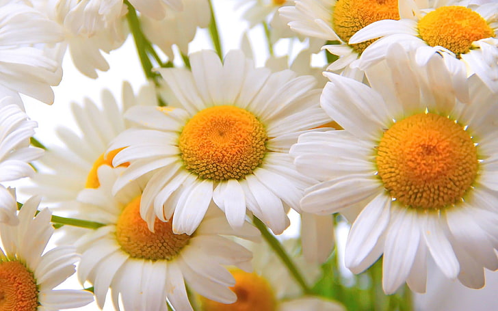 Camomille Daisy Flower White Yellow Flowers Flowers Photos Close Up Hd Wallpaper Download For Mobile And Tablet 3840 × 2400, Fond d'écran HD