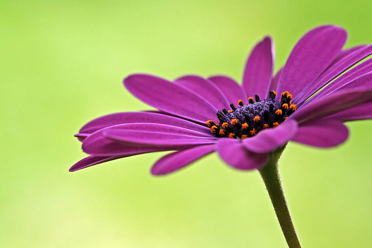 shallow focus photography of pink flower, shallow focus, photography, pink, flower, african daisy, osteospermum, purple, magenta, green  orange, macro, wow, top, apex, f25, f50, f75, nature, plant, summer, close-up, daisy, petal, beauty In Nature, HD wallpaper