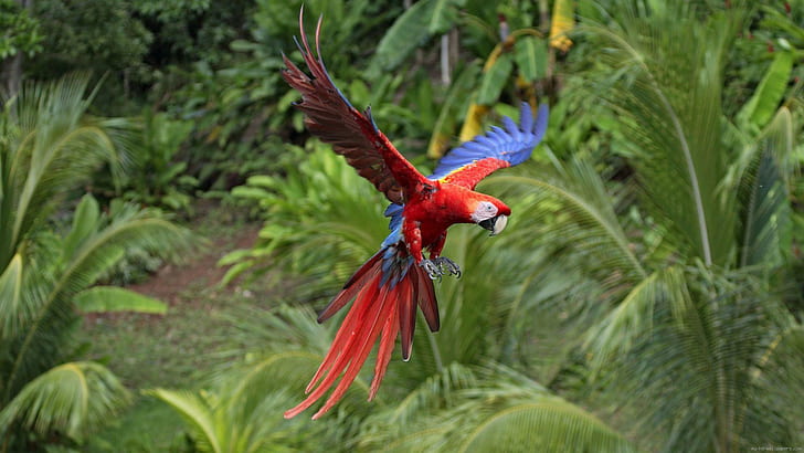 Red Parrot, red and blue parrot, animal, parrot, green, red, bird, forest, HD wallpaper