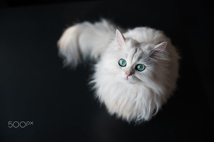 white maine coon, cat, animals, white, green eyes, 500px, HD wallpaper