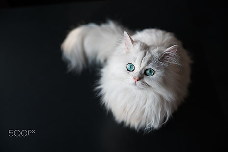white maine coon, cat, animals, white, green eyes, 500px, HD wallpaper HD wallpaper